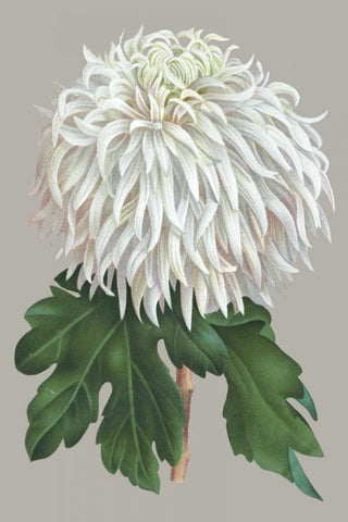 Chrysanthemum on Gray II White Modern Wood Framed Art Print with Double Matting by Vision Studio