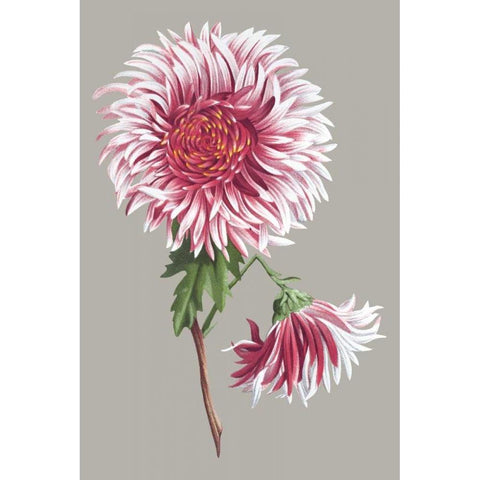 Chrysanthemum on Gray III Black Modern Wood Framed Art Print with Double Matting by Vision Studio