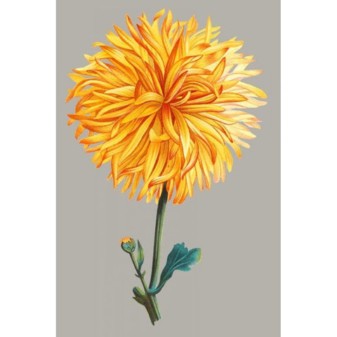 Chrysanthemum on Gray IV Black Modern Wood Framed Art Print with Double Matting by Vision Studio
