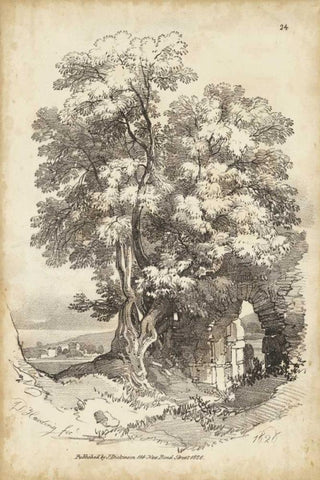 Noble Tree II White Modern Wood Framed Art Print with Double Matting by Harding, J.D.