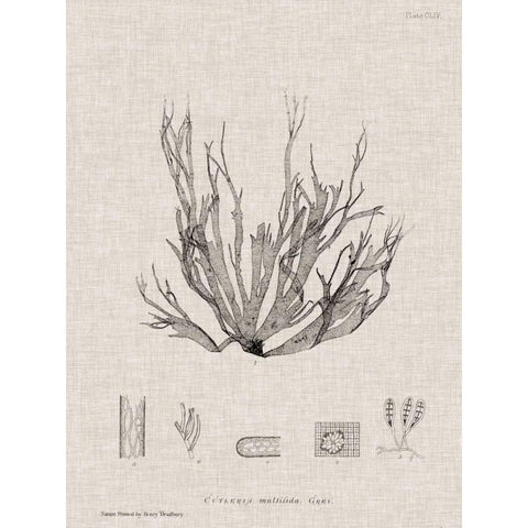 Charcoal and Linen Seaweed I Gold Ornate Wood Framed Art Print with Double Matting by Bradbury, Henry