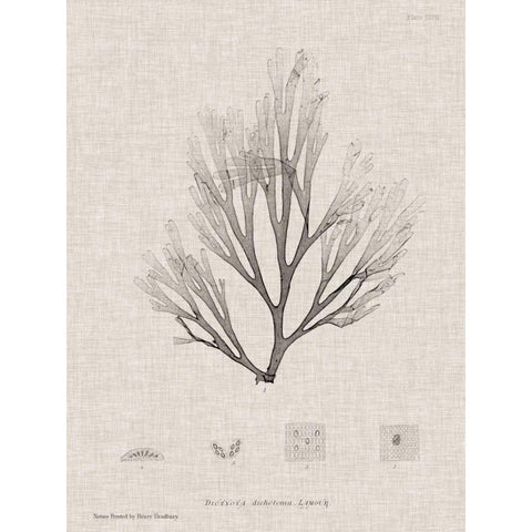 Charcoal and Linen Seaweed III White Modern Wood Framed Art Print by Bradbury, Henry