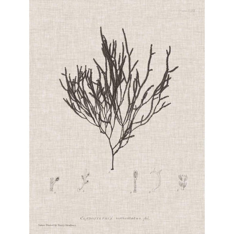 Charcoal and Linen Seaweed IV Black Modern Wood Framed Art Print with Double Matting by Bradbury, Henry