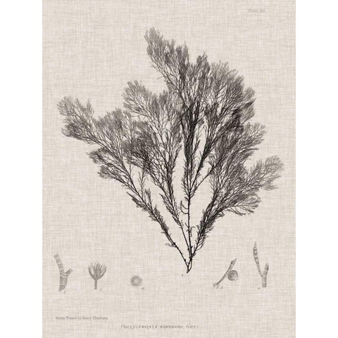 Charcoal and Linen Seaweed V Black Modern Wood Framed Art Print with Double Matting by Bradbury, Henry