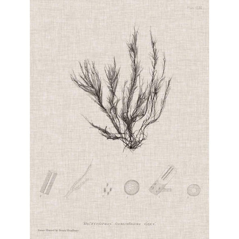 Charcoal and Linen Seaweed VI Black Modern Wood Framed Art Print with Double Matting by Bradbury, Henry