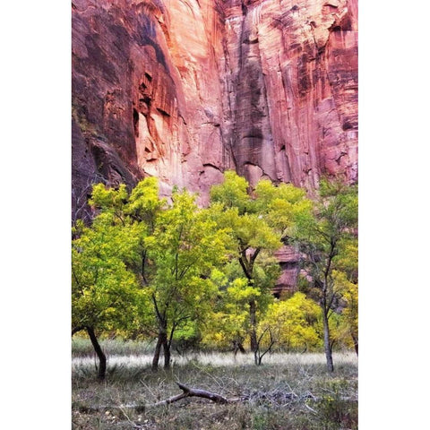 Canyon Cottonwoods Black Modern Wood Framed Art Print with Double Matting by Head, Danny