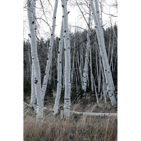 Pale Bark I Black Modern Wood Framed Art Print by Head, Danny
