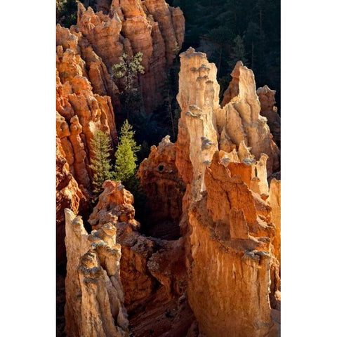 Two Pines White Modern Wood Framed Art Print by Head, Danny