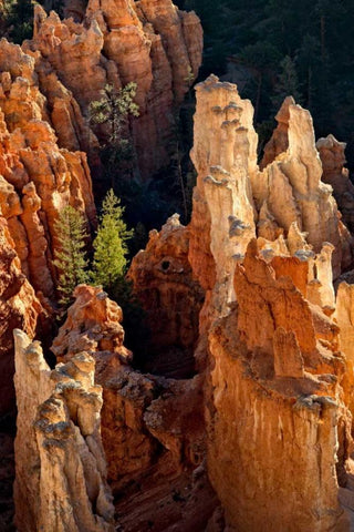 Two Pines Black Ornate Wood Framed Art Print with Double Matting by Head, Danny