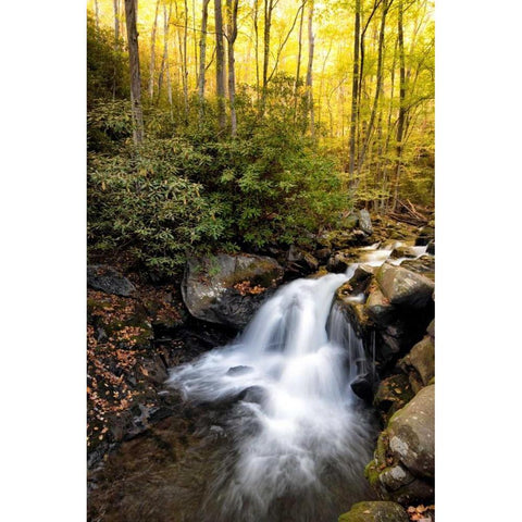 Spilled Milk Gold Ornate Wood Framed Art Print with Double Matting by Head, Danny