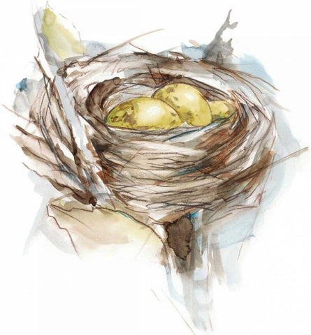 Bird Nest Study III White Modern Wood Framed Art Print with Double Matting by Harper, Ethan