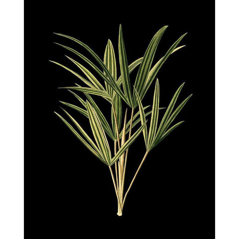 Custom Green Leaves on Black II (LG) Black Modern Wood Framed Art Print with Double Matting by Vision Studio