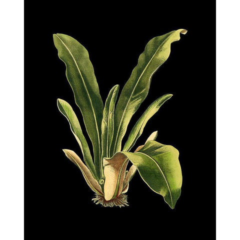 Custom Green Leaves on Black III (LG) Gold Ornate Wood Framed Art Print with Double Matting by Vision Studio