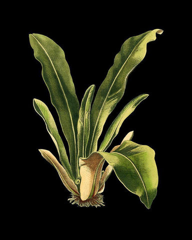 Custom Green Leaves on Black III (LG) White Modern Wood Framed Art Print with Double Matting by Vision Studio