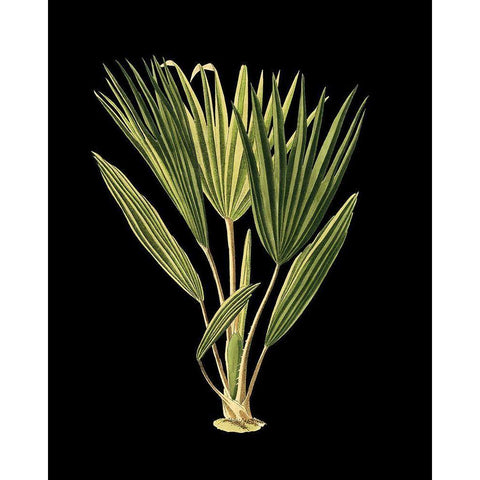 Custom Green Leaves on Black V (LG) Black Modern Wood Framed Art Print with Double Matting by Vision Studio