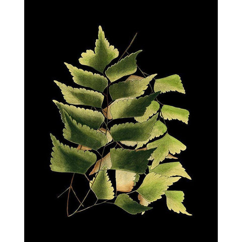 Custom Green Leaves on Black VI (LG) Black Modern Wood Framed Art Print with Double Matting by Vision Studio