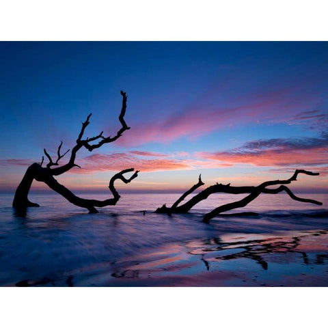 Driftwood Beach Black Modern Wood Framed Art Print with Double Matting by Burchett, P.H.