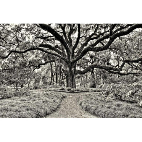 Florida Tree White Modern Wood Framed Art Print by Burchett, P.H.