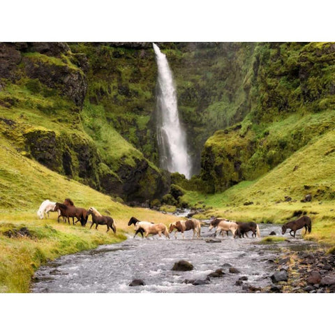 Waterfall Horses II White Modern Wood Framed Art Print by Burchett, P.H.