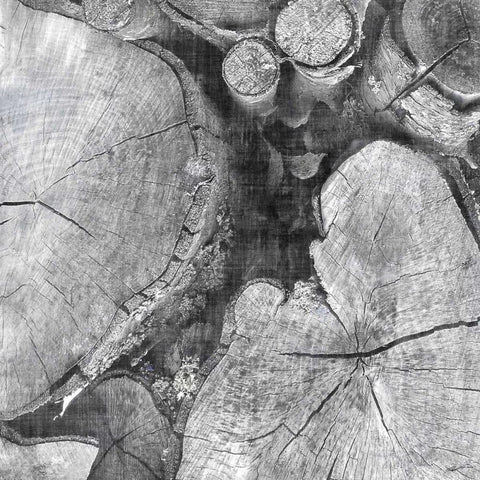 Logging Light I White Modern Wood Framed Art Print by Butler, John