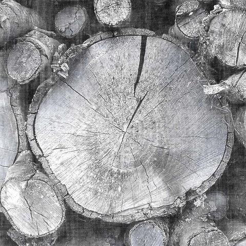 Logging Light VI Black Modern Wood Framed Art Print by Butler, John