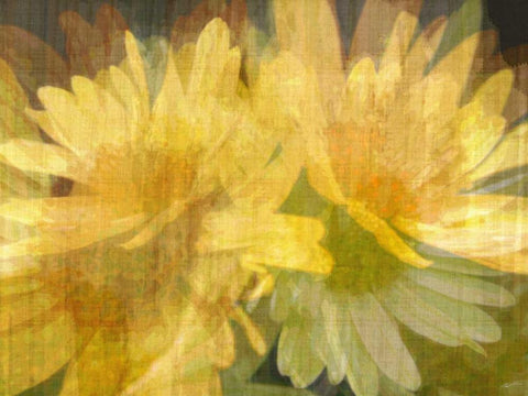 Daisy Daisy I Black Ornate Wood Framed Art Print with Double Matting by Butler, John