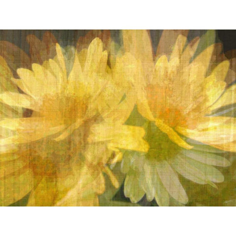 Daisy Daisy I Black Modern Wood Framed Art Print by Butler, John