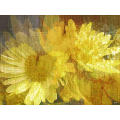 Daisy Daisy II Black Modern Wood Framed Art Print by Butler, John