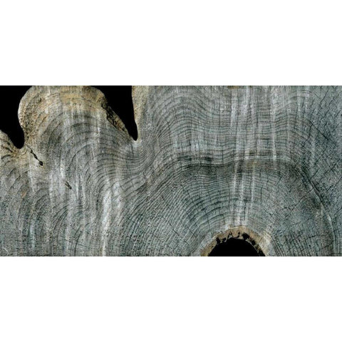Gray Ghost I Black Modern Wood Framed Art Print by Butler, John