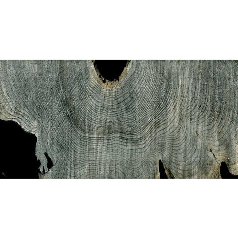 Gray Ghost II Gold Ornate Wood Framed Art Print with Double Matting by Butler, John