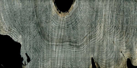 Gray Ghost II White Modern Wood Framed Art Print with Double Matting by Butler, John