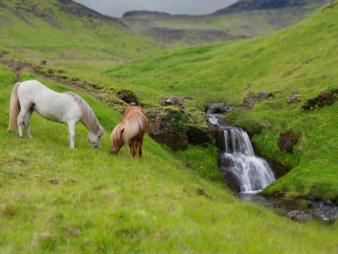 Icelandic Horses I White Modern Wood Framed Art Print with Double Matting by Burchett, P.H.