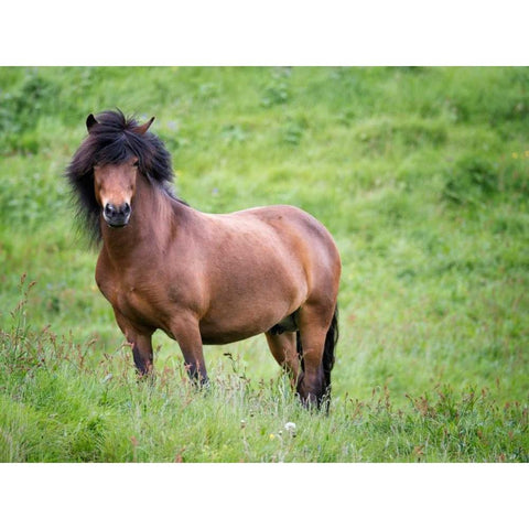 Icelandic Horses II Black Modern Wood Framed Art Print with Double Matting by Burchett, P.H.