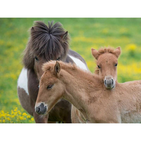 Icelandic Horses IV White Modern Wood Framed Art Print by Burchett, P.H.
