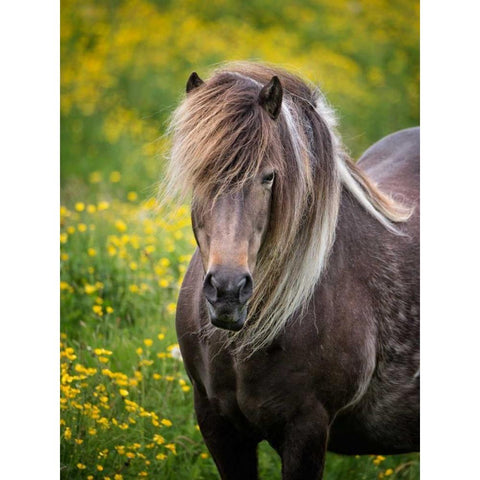 Icelandic Horses V Gold Ornate Wood Framed Art Print with Double Matting by Burchett, P.H.