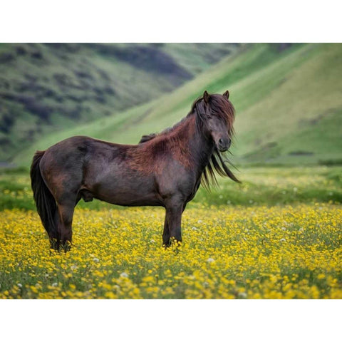 Icelandic Horses VI Gold Ornate Wood Framed Art Print with Double Matting by Burchett, P.H.