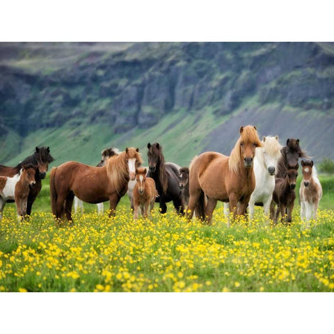 Icelandic Horses VII White Modern Wood Framed Art Print by Burchett, P.H.