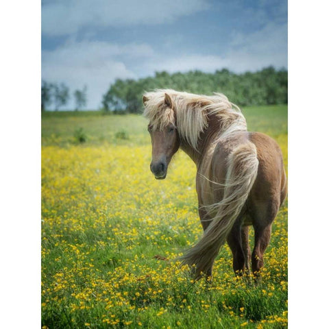 Icelandic Horses VIII Black Modern Wood Framed Art Print with Double Matting by Burchett, P.H.