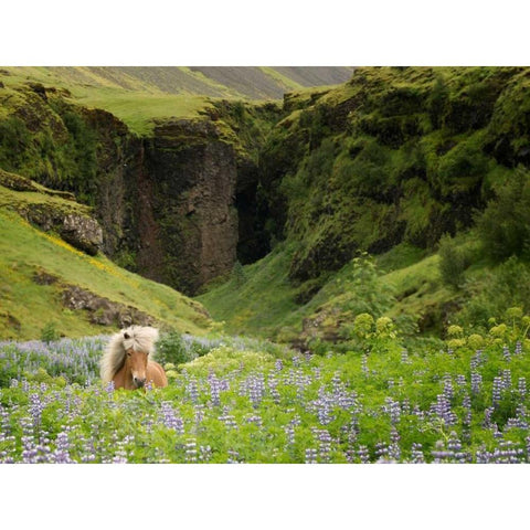 Icelandic Horses XI White Modern Wood Framed Art Print by Burchett, P.H.