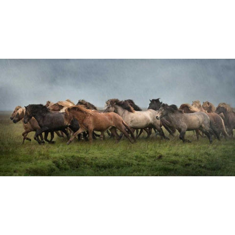 Icelandic Horses XIII Black Modern Wood Framed Art Print by Burchett, P.H.