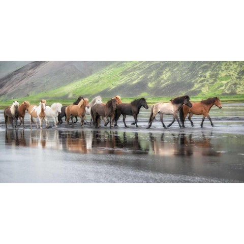 Icelandic Horses XIV White Modern Wood Framed Art Print by Burchett, P.H.