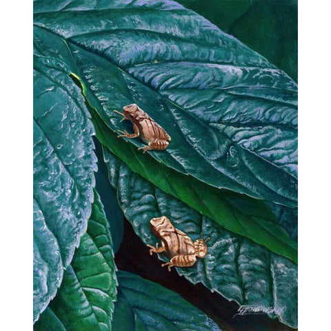 Spring Peepers II Black Modern Wood Framed Art Print by Szatkowski, Fred