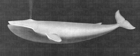 Whale Watching I Black Ornate Wood Framed Art Print with Double Matting by Butler, John