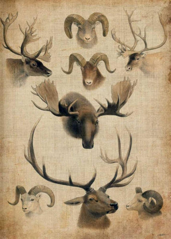 American Trophy I White Modern Wood Framed Art Print with Double Matting by Butler, John