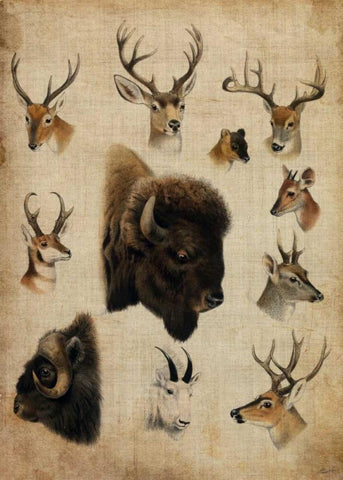 American Trophy III Black Ornate Wood Framed Art Print with Double Matting by Butler, John