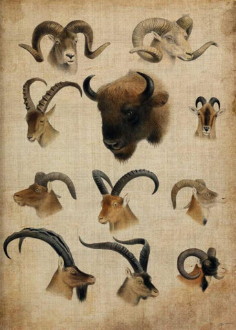 American Trophy IV Black Ornate Wood Framed Art Print with Double Matting by Butler, John