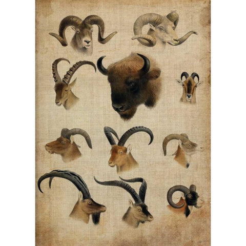 American Trophy IV White Modern Wood Framed Art Print by Butler, John