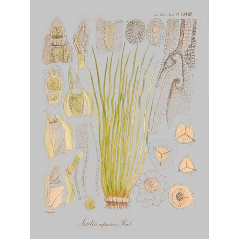 Sea Elements I Black Modern Wood Framed Art Print by Goldberger, Jennifer