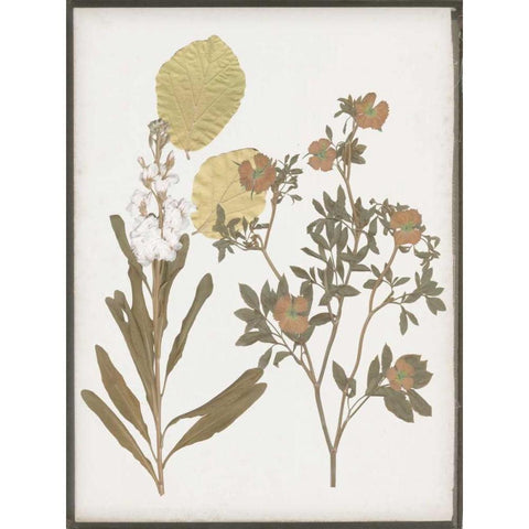 Book-Pressed Flowers I Black Modern Wood Framed Art Print with Double Matting by Goldberger, Jennifer