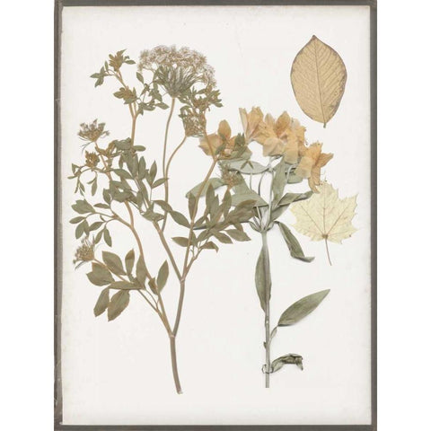 Book-Pressed Flowers II Black Modern Wood Framed Art Print with Double Matting by Goldberger, Jennifer